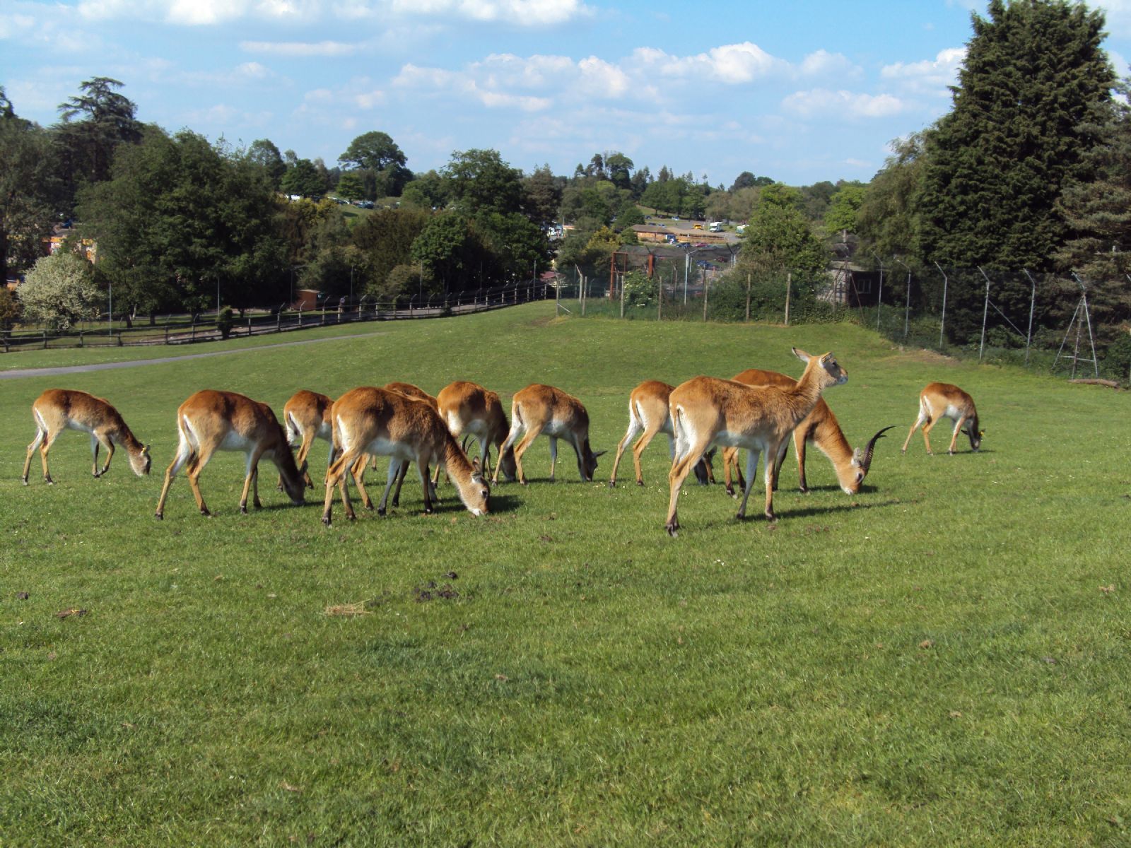 West Midland Safari Park